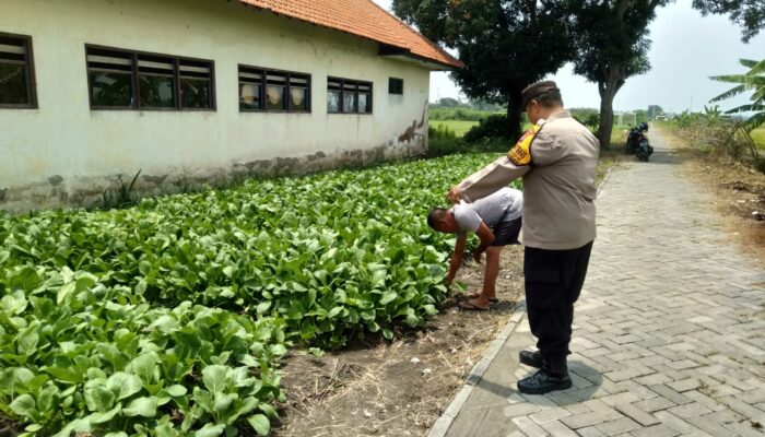 Polsek Tulangan Gaungkan “Polisi Cinta Petani”, Bhabinkamtibmas Kawal Sayur Sawi di Pekarangan Warga