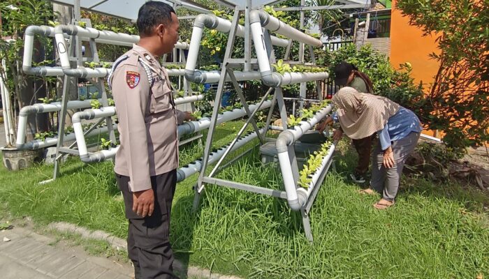 Bhabinkamtibmas dan Ketua Bumdes Sumorame Kolaborasi Ciptakan Kebun Sawi Hidroponik di Tengah Perumahan