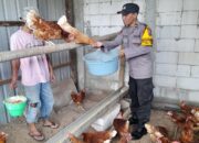 Dukung Swasembada Pangan, Polsek Taman Kawal Langsung Peternakan Ayam Petelur Warga Trosobo