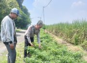 Inovasi Ketahanan Pangan, Bhabinkamtibmas dan Warga Kedungsugo Sulap Bahu Jalan Jadi Kebun Terong dan Cabai