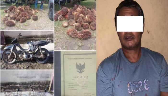 Buron Setahun, Pelaku Curat Sawit di Muara Lakitan Akhirnya Diciduk Polisi saat Operasi Sikat Musi 2025