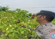 Bhabinkamtibmas Tambak Kalisogo Tinjau Lahan Pekarangan Warga untuk Program Ketahanan Pangan