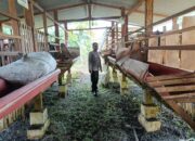 Polri Cinta Petani, Aiptu Harianto Kembangkan Peternakan Kambing di desa Kedondong