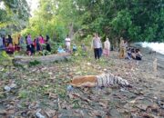 Anggota Satpol PP Mamuju Ditemukan Tak Bernyawa di Pantai Karanamu