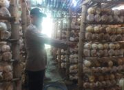 Dukung Ketahanan Pangan, Warga Segodobancang Budidayakan Jamur Tiram