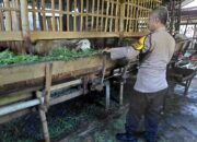 Polisi Cinta Petani, Polsek Tulangan Dukung Ketahanan Pangan di Desa Kemantren