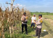 Polisi Panen Jagung di Cangkring, Wujud Nyata Dukungan untuk Ketahanan Pangan Warga