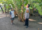 Bhabinkamtibmas Tulangan Dukung Ketahanan Pangan, Tinjau Lahan Pisang Warga