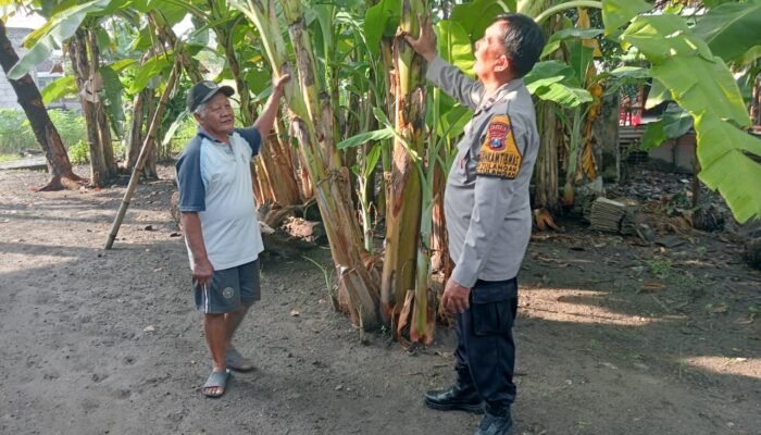Bhabinkamtibmas Tulangan Dukung Ketahanan Pangan, Tinjau Lahan Pisang Warga