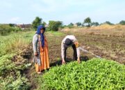 Polsek Balongbendo Polresta Sidoarjo Dukung Ketahanan Pangan Lewat P2B, Polisi Dampingi Petani