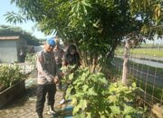 Bhabinkamtibmas Desa Sidorejo Tinjau Lahan Cabai dan Terong untuk Dukung Swasembada Pangan