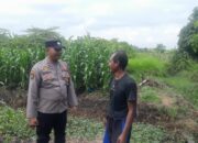 Polisi Cinta Petani Bhabinkamtibmas Desa Pademonegoro Tinjau Lahan Jagung
