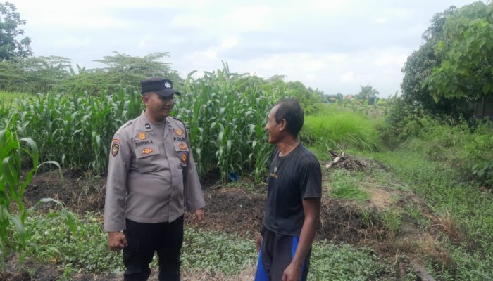Polisi Cinta Petani Bhabinkamtibmas Desa Pademonegoro Tinjau Lahan Jagung