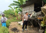 Dukung Ketahanan Pangan Nasional, Bhabinkamtibmas Medalem Tinjau Lahan Ternak