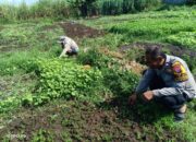 Polisi Cinta Petani, Bhabinkamtibmas Desa Kenongo Dorong Warga Wujudkan Ketahanan Pangan dari Pekarangan