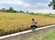 Polsek Krembung Wujudkan Swasembada Pangan di Desa Kandangan
