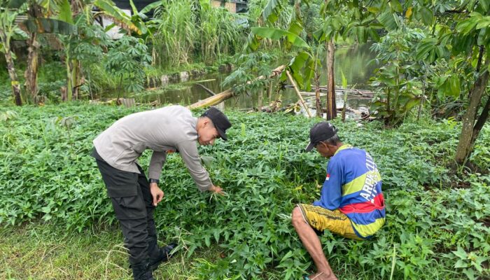 Polisi Cinta Petani, Bhabinkamtibmas Desa Janti Dampingi Budidaya Kangkung di Lahan Pekarangan