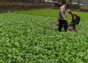Dukung Program ketahanan pangan, Bhabinkamtibmas Desa Modong Tinjau Lahan Peternakan Warga
