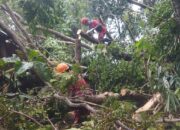Hujan Deras, Sejumlah Rumah di Sleman Rusak Tertimpa Pohon Tumbang