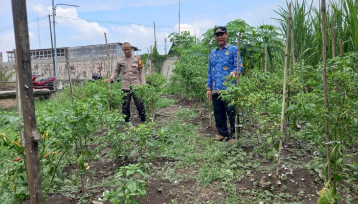 Polisi Cinta Petani: Bhabinkamtibmas Kemantren Tinjau Kebun Cabai Demi Swasembada Pangan