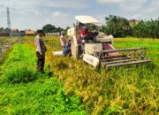 Polisi Cinta Petani, Bhabinkamtibmas PP Legi Dampingi Warga Budidaya Padi untuk Swasembada Pangan