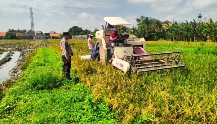 Polisi Cinta Petani, Bhabinkamtibmas PP Legi Dampingi Warga Budidaya Padi untuk Swasembada Pangan