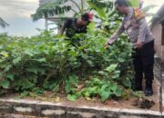 Polisi Cinta Petani, Aiptu Anang Tri Dukung Budidaya Terong Warga Desa Sentul