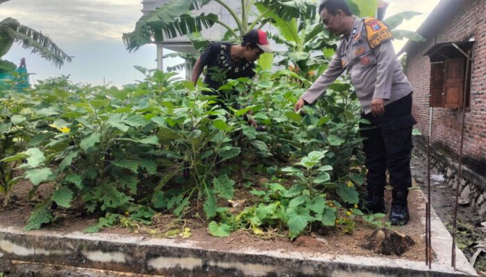 Polisi Cinta Petani, Aiptu Anang Tri Dukung Budidaya Terong Warga Desa Sentul