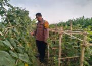 Bhabinkamtibmas Desa Jiken Tinjau Lahan Ketahanan Pangan Bergizi di Sidoarjo
