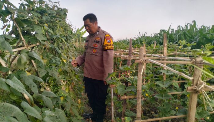 Bhabinkamtibmas Desa Jiken Tinjau Lahan Ketahanan Pangan Bergizi di Sidoarjo