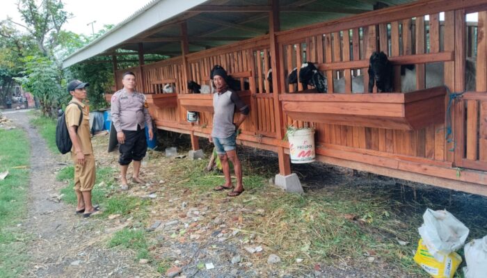 Bhabinkamtibmas Desa Pepelegi Tinjau Budidaya Ternak Kambing Wujudkan Ketahanan Pangan