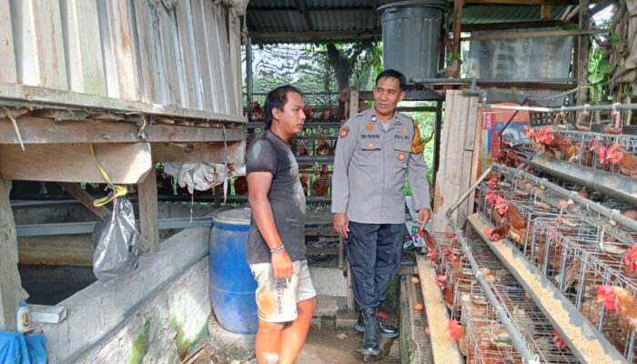Polisi Cinta Petani, Bhabinkamtibmas Desa Tulangan Dampingi Warga Kembangkan Peternakan Ayam Petelur