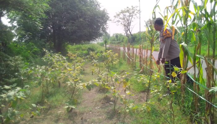 Bhabinkamtibmas Desa Keboguyang Tinjau Pekarangan Warga, Dorong Ketahanan Pangan Lewat Program P2B