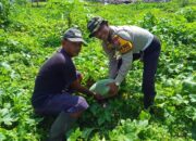 Polsek Tanggulangin Dorong Ketahanan Pangan Lewat Program Pekarangan Bergizi di Desa Kalidawir