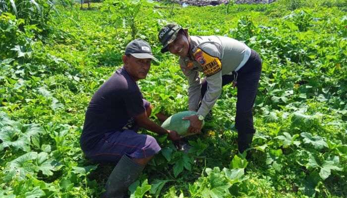 Polsek Tanggulangin Dorong Ketahanan Pangan Lewat Program Pekarangan Bergizi di Desa Kalidawir