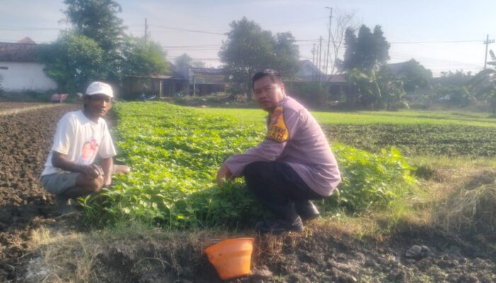 Polisi Cinta Petani,  Bhabinkamtibmas Jiken Giat Dampingi Program Pekarangan Bergizi Warga
