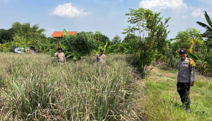 Polsek Krembung Dukung Swasembada Serai, Wujud Nyata Polisi Cinta Petani di Wonomlati