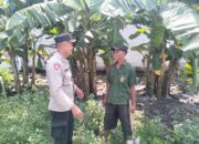 Bhabinkamtibmas Entalsewu Dampingi Warga Rawat Pisang untuk Ketahanan Pangan Nasional