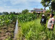 Polisi Cinta petani, Kanit Binmas Polsek Prambon dan Warga Cek Perkembangan Ketahanan Pangan Tanaman Serai dan Jagung