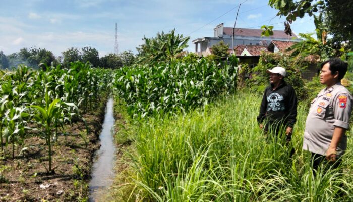 Polisi Cinta petani, Kanit Binmas Polsek Prambon dan Warga Cek Perkembangan Ketahanan Pangan Tanaman Serai dan Jagung