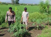 Dukung Ketahanan Pangan, Bhabinkamtibmas Desa Balongtani Tinjau Lahan Ketahanan Pangan Warga
