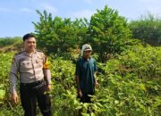 Polsek Jabon Bersama Warga Kedungrejo Tingkatkan Ketahanan Pangan Lewat Pemeliharaan Lahan Pekarangan