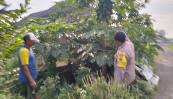 Polisi Cinta Petani, Polsek Tulangan Dukung Inovasi Ketahanan Pangan di Desa Jiken