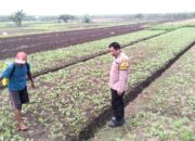 Bhabinkamtibmas Jiken Pantau Tanaman Sayur, Dukung Swasembada Pangan Nasional