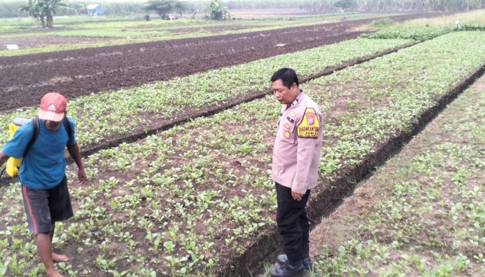 Bhabinkamtibmas Jiken Pantau Tanaman Sayur, Dukung Swasembada Pangan Nasional