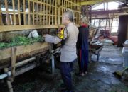 Dukung Ketahanan Pangan, Bhabinkamtibmas Desa Kemantren Polsek Tulangan Pantau Peternakan Kambing
