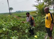 Polsek Prambon Dampingi Petani Terong, Dukung Ketahanan Pangan Polresta Sidoarjo