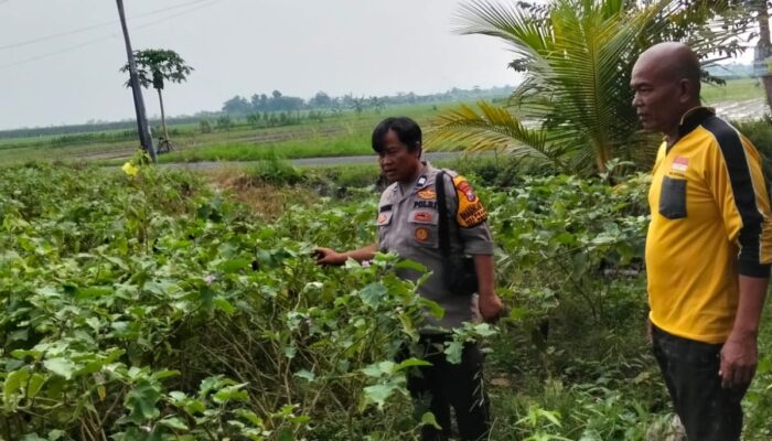 Polsek Prambon Dampingi Petani Terong, Dukung Ketahanan Pangan Polresta Sidoarjo