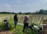 Polisi Cinta Petani, Bhabinkamtibmas Desa Pilang Bangga dengan Panen Melon