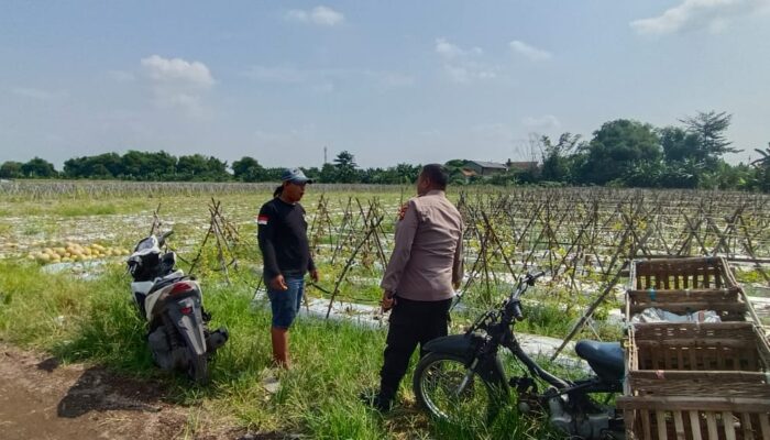 Polisi Cinta Petani, Bhabinkamtibmas Desa Pilang Bangga dengan Panen Melon